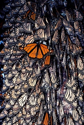 The Amazing Monarch Butterfly - Talk and Slide Show